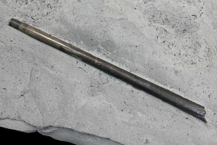 Fossil Belemnite (Youngibelus) - Germany #167849